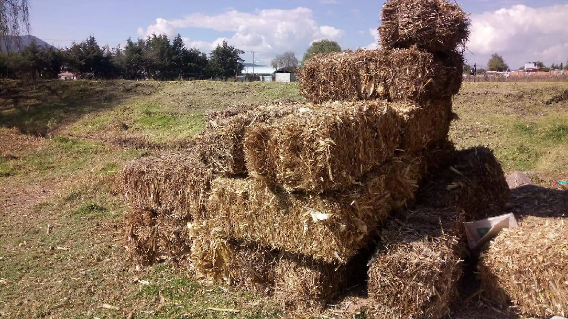 Advierten de un aumento en las pacas de forraje el cual sirve como alimento de las cabezas